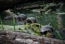 Turtle climbing on a log