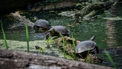 Turtle climbing on a log