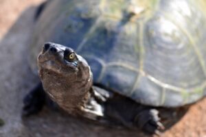 A musk turtle crawling on the ground