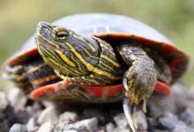Painted turtle crawling in the ground