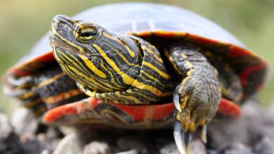 Painted turtle crawling in the ground