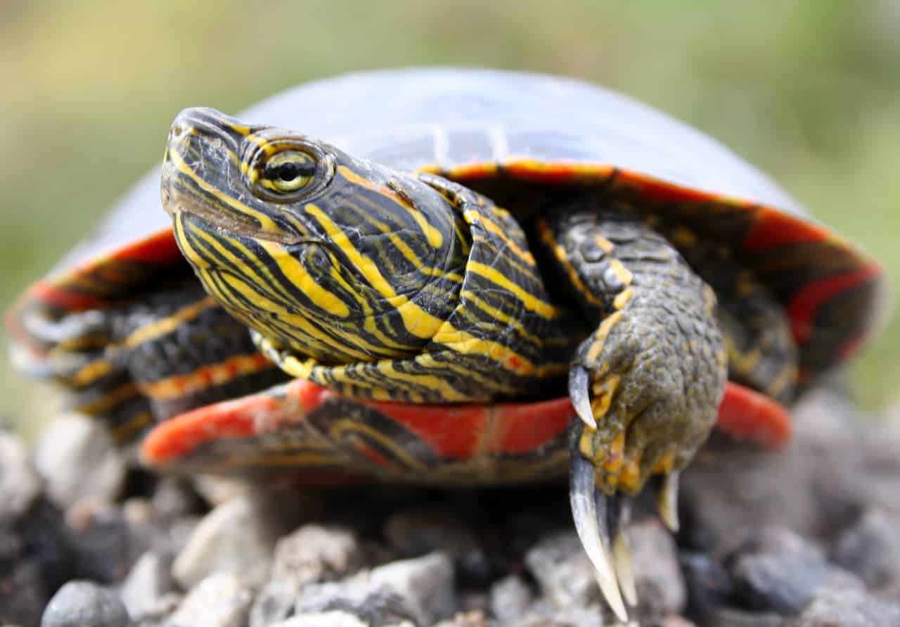 Painted Turtles