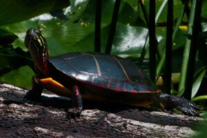 Painted turtle in the pond with some water plants in the background