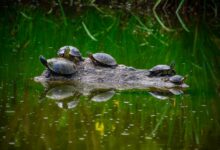 Pond Turtles on a rock