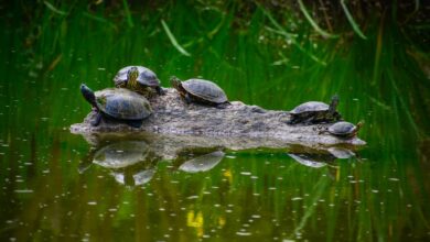 Pond Turtles on a rock