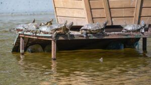 Pond Turtles in the park sunbathing on a brown wooden platform