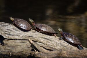 Pond turtles climbing on a tree