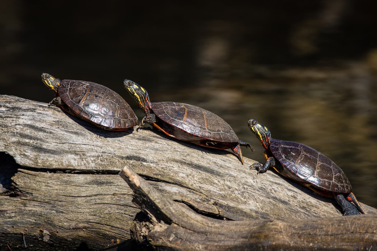 https://www.turtletimes.com/wp-content/uploads/2023/08/Pond-turtles-climbing-on-a-tree-1280x853-1.jpg