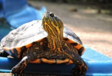 Red-Eared Slider crawling on blue colored cloth