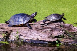 Two Red-eared slider turtles on a log 