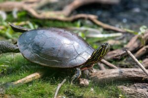 Reeves Turtle crawling on some small woods in the ground