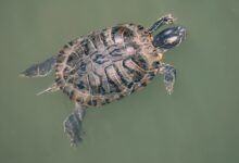 Reeves Turtle floating in the river