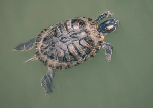 Reeves Turtle floating in the river