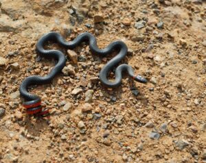 Ring-Necked Snake Diadophis Punctatus