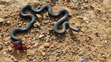 Ring-Necked Snake Diadophis Punctatus