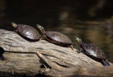 River Cooters