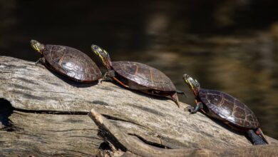 River Cooters