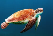 A Sea turtle swimming in the ocean