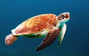 A Sea turtle swimming in the ocean