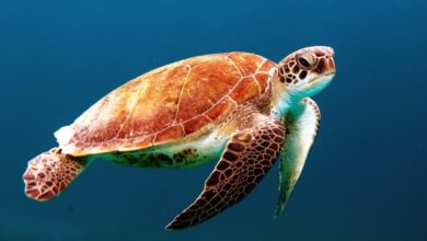 A Sea turtle swimming in the ocean