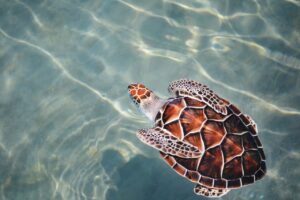 A swimming Sea turtle