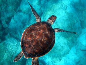 Sea turtle swimming in the ocean