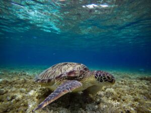 Sea turtle underwater searching for food