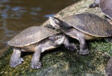 Two Sideneck turtle beside the pond