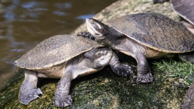 Two Sideneck turtle beside the pond