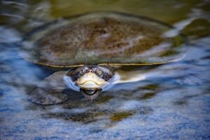 A Sideneck turtle swimming