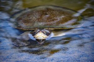  A Sideneck turtle swimming 