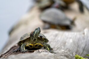 A Red-eared Slider Turtle sunning itself