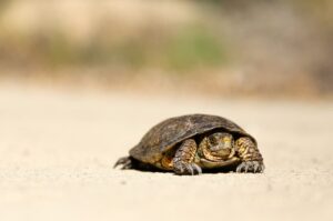 Small Terrapin Turtle crawling in the sand