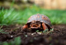 Small box turtle crawling in the ground
