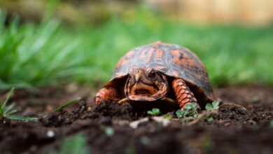Small box turtle crawling in the ground