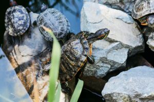 Small pond turtle climbing on a rock