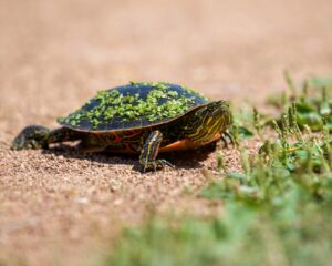 Small turtle full of algae on its shell 