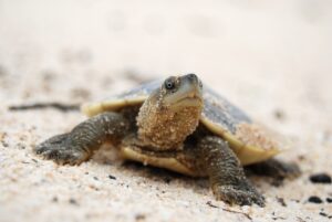 Small turtle crawling in the sand