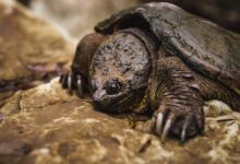 Large snapping turtle crawling on some rocks.
