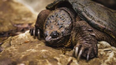 Large snapping turtle crawling on some rocks.