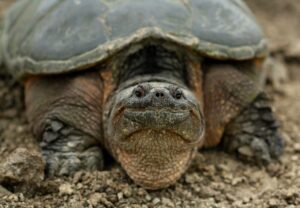 A female common snapping turtle