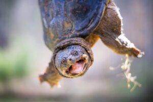 A Snapping turtle mouth opens its mouth