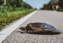 Crawling on the road