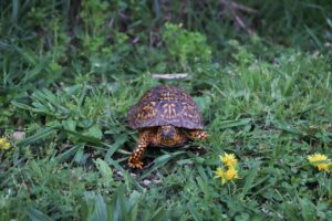 Spotted Turtle crawling on the grass