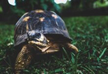 Brown spotted turtle crawling on the grass