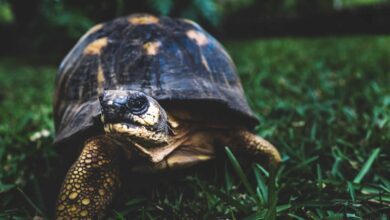 Brown spotted turtle crawling on the grass