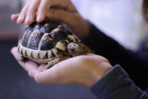 A person holding a small turtle
