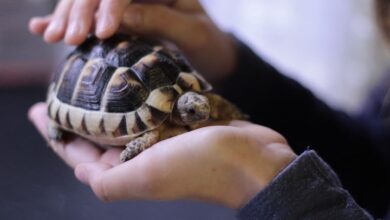 A person holding a turtle FAQ