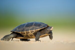 Terrapin Turtle crawling in the sand