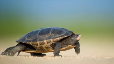 Terrapin Turtle crawling in the sand